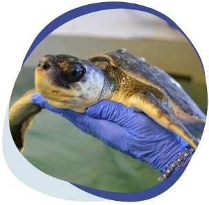 organizations that help sea turtles|Home .
